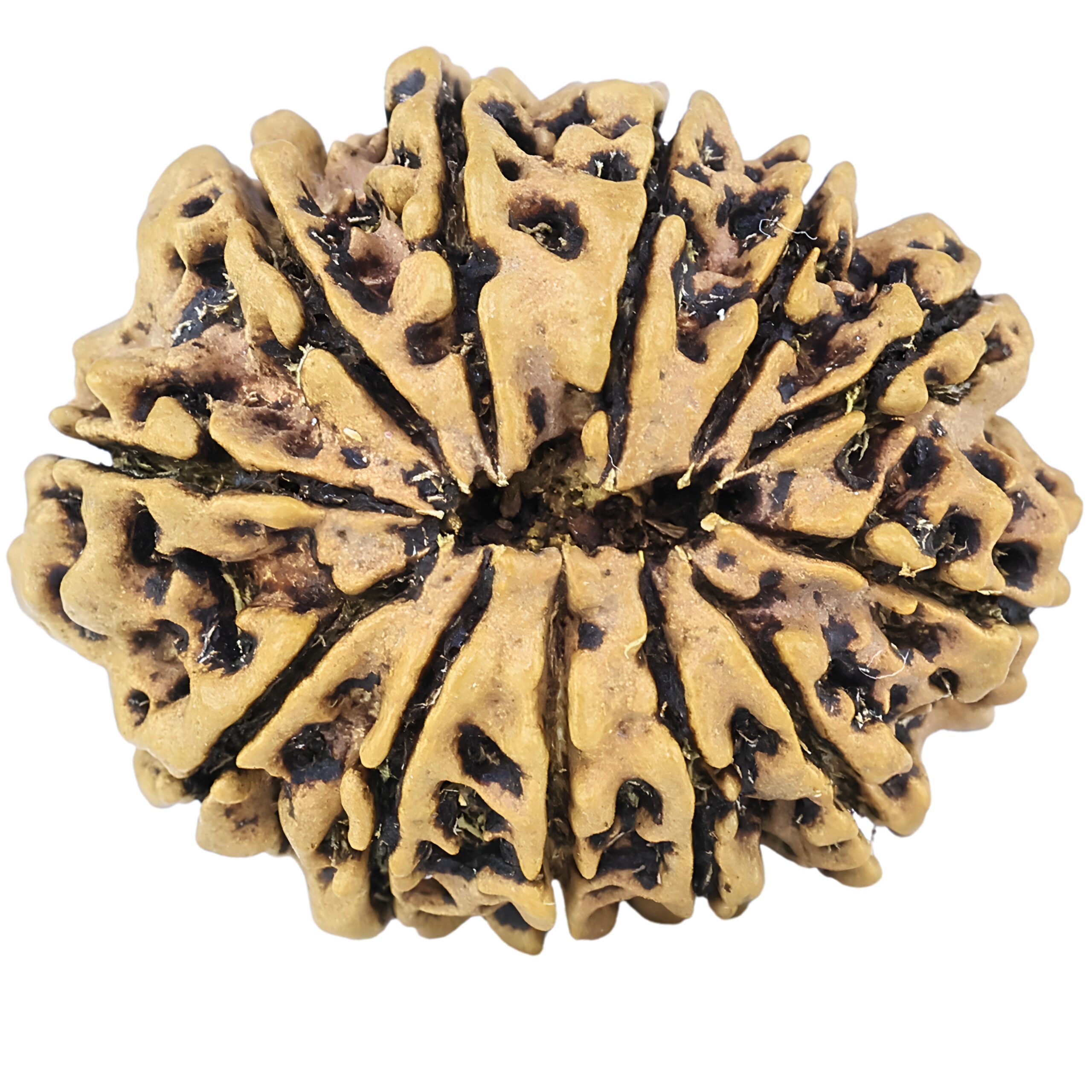 12 Mukhi Rudraksha 27.1mm 3.26gm - Rudraksha back