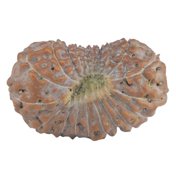 20 Mukhi Rudraksha 24.8mm 2.77gm - Rudraksha back