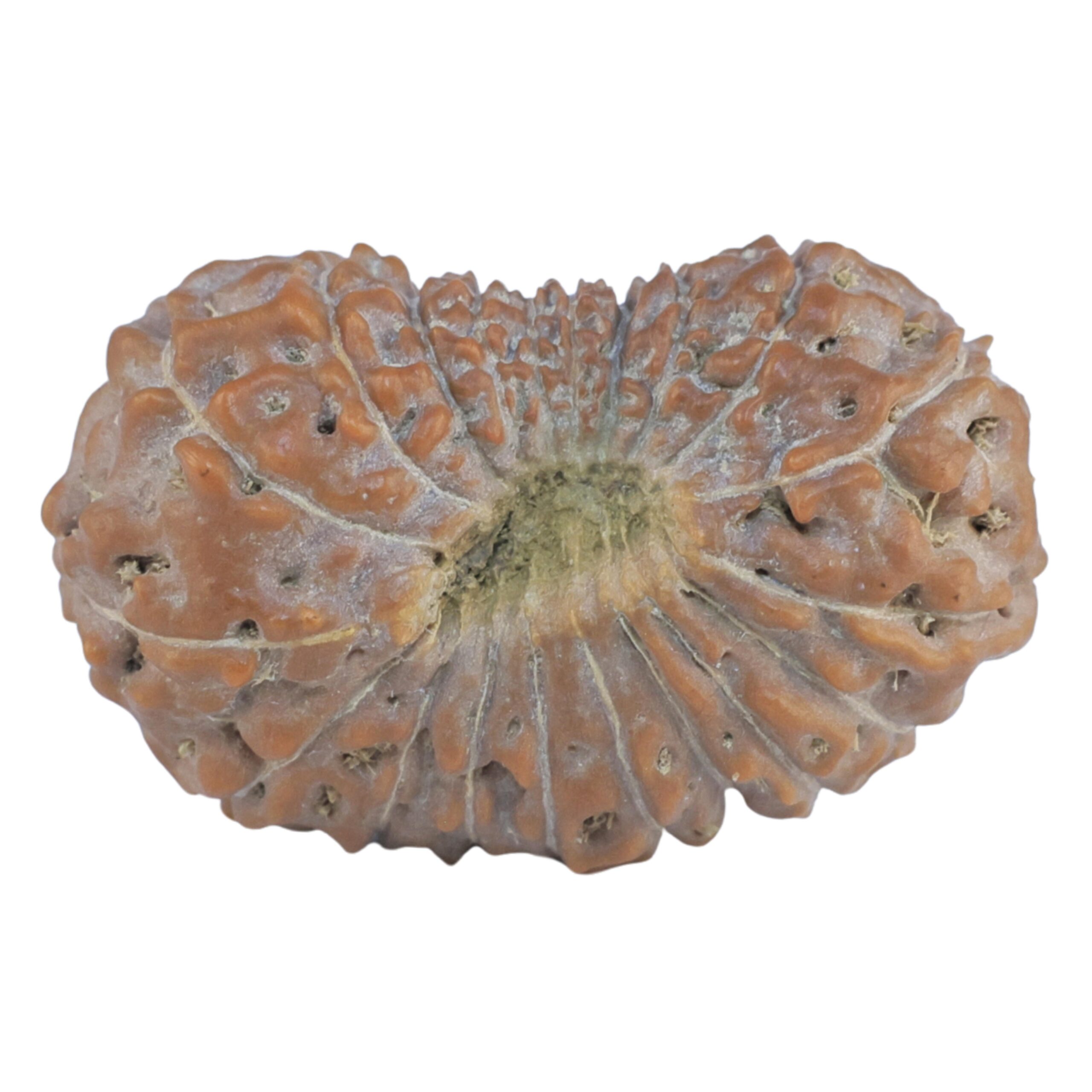 20 Mukhi Rudraksha 24.8mm 2.77gm - Rudraksha back