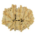 11 Mukhi Rudraksha 24.1mm 3.11gm - Rudraksha back