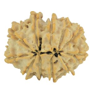 11 Mukhi Rudraksha 24.1mm 3.11gm - Rudraksha back