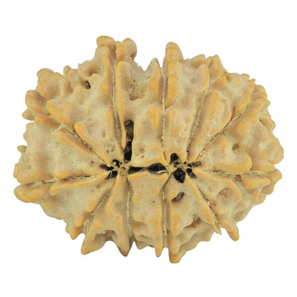 11 Mukhi Rudraksha 24.1mm 3.11gm - Rudraksha back