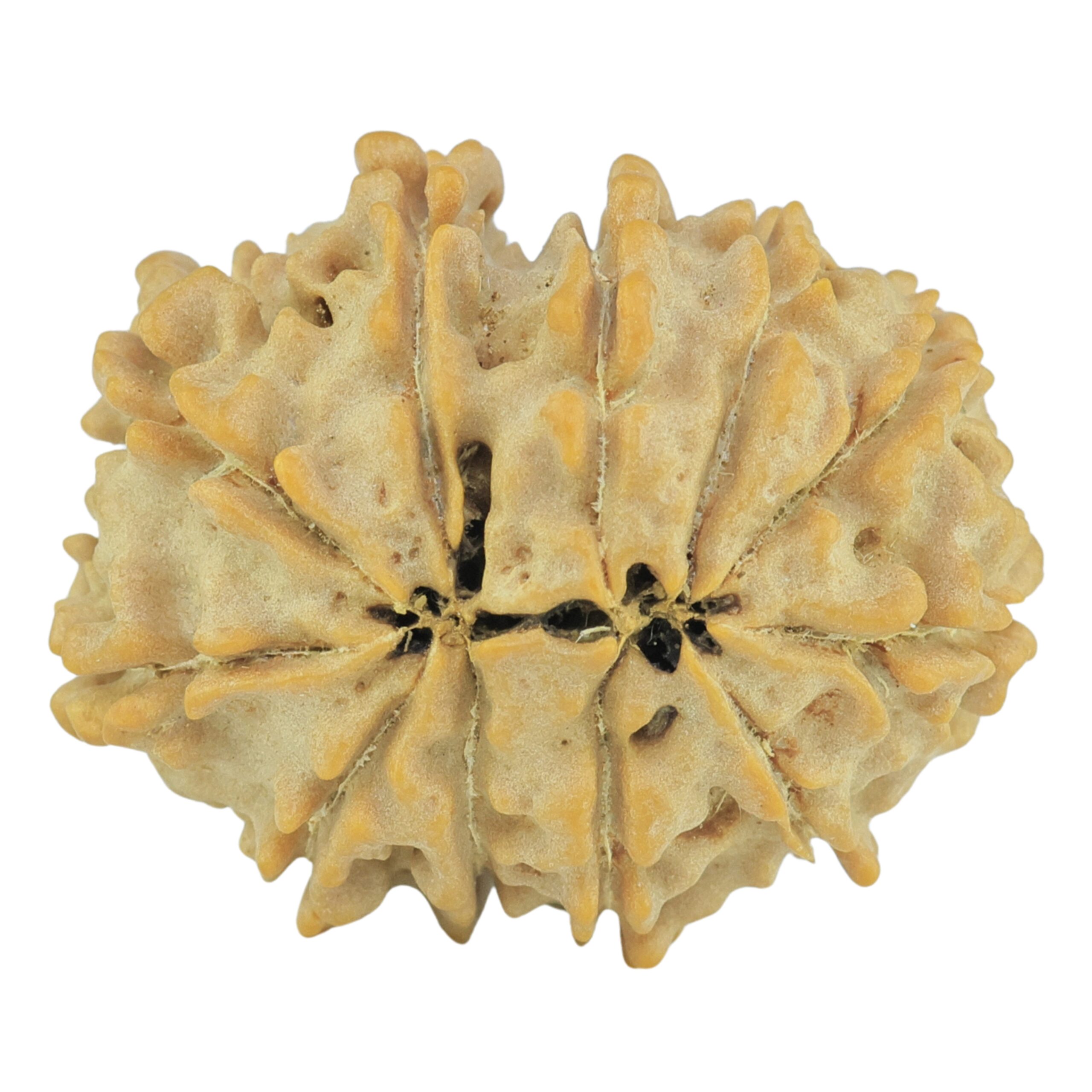 11 Mukhi Rudraksha 24.1mm 3.11gm - Rudraksha back