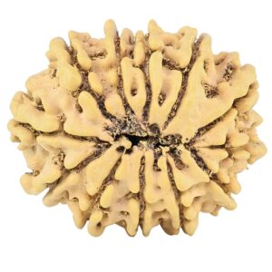 12 Mukhi Rudraksha 28.7mm 4.23gm - Rudraksha back
