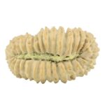 30 Mukhi Rudraksha 23.1mm 1.69gm - Rudraksha back