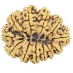 12 Mukhi Rudraksha 36.8mm 8.17gm - Rudraksha back