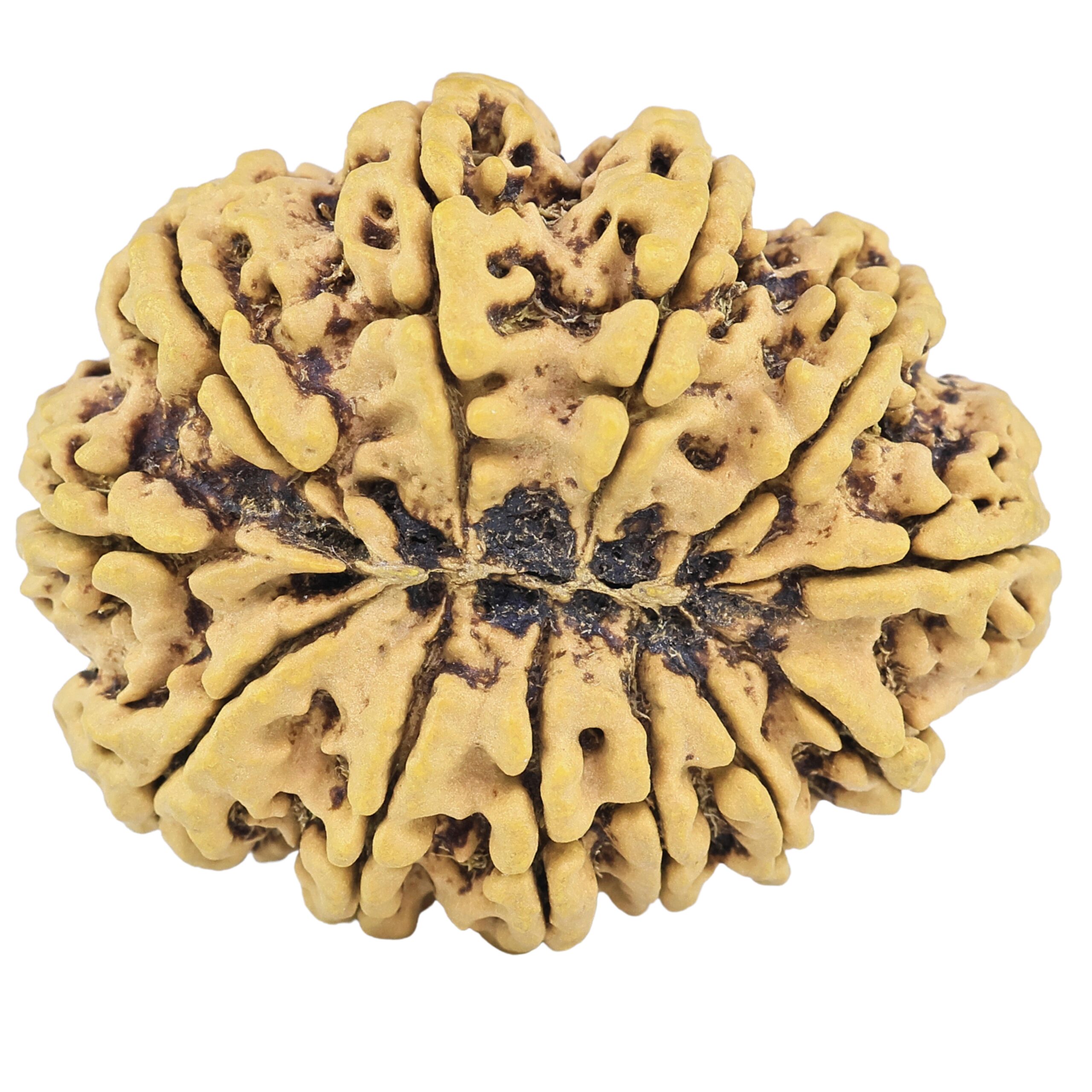 12 Mukhi Rudraksha 36.8mm 8.17gm - Rudraksha back