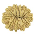 11 Mukhi Rudraksha 23.1mm 2.09gm - Rudraksha back