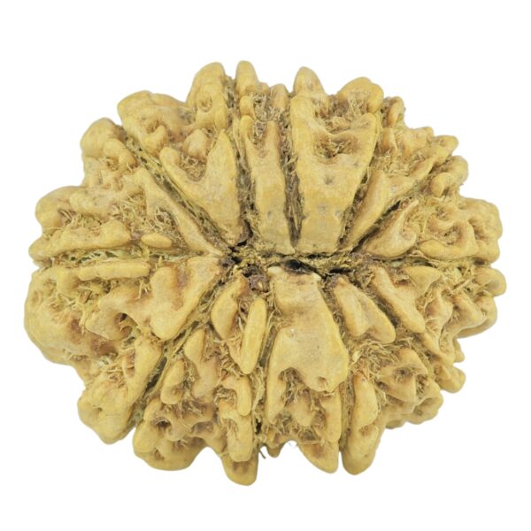11 Mukhi Rudraksha 23.1mm 2.09gm - Rudraksha back