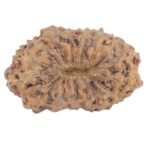 16 Mukhi Rudraksha 16.2mm 0.88gm - Rudraksha back