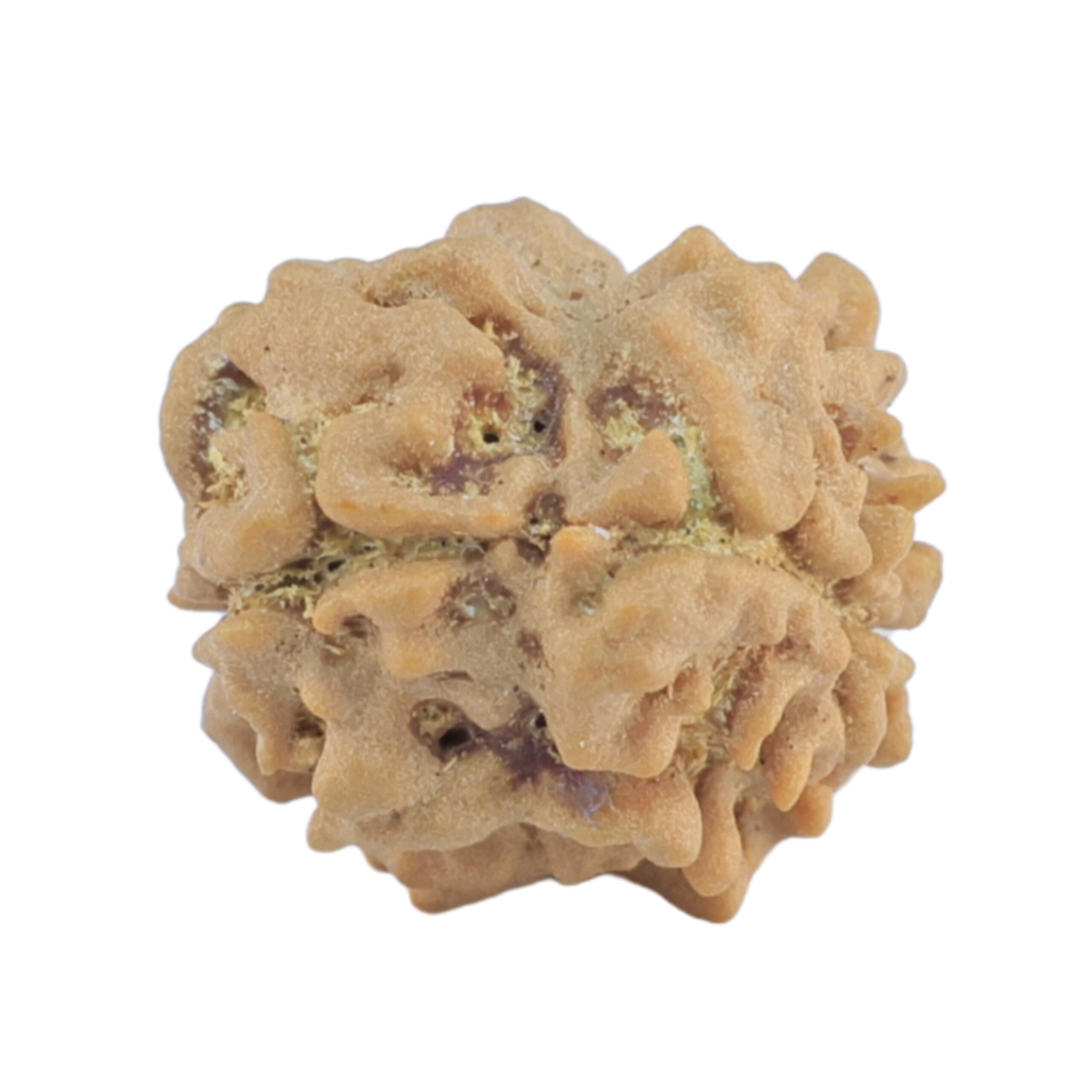 2 Mukhi Rudraksha 16.7mm 1.19gm - Rudraksha back