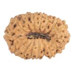 16 Mukhi Rudraksha 16.9mm 1gm - Rudraksha back