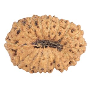 16 Mukhi Rudraksha 16.9mm 1gm - Rudraksha back