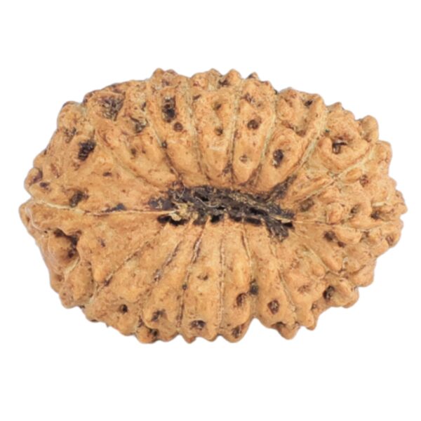 16 Mukhi Rudraksha 16.9mm 1gm - Rudraksha back