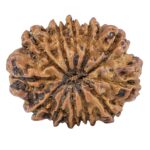 12 Mukhi Rudraksha 27.3mm 3.82gm - Rudraksha back