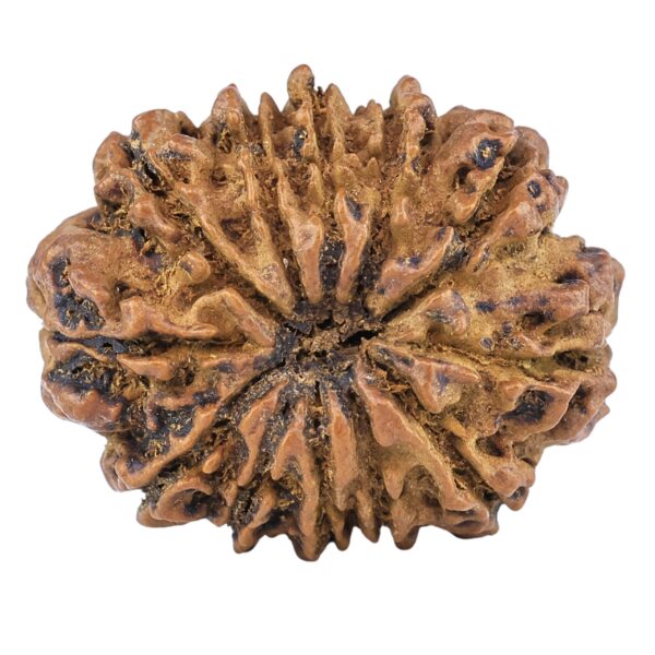12 Mukhi Rudraksha 27.3mm 3.82gm - Rudraksha back