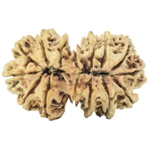 15 Mukhi Gaurishankar 34mm 2.88gm - Rudraksha back
