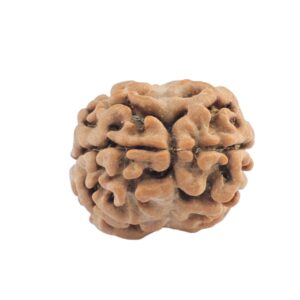 2 Mukhi Rudraksha 19.8mm 1.46gm - Rudraksha back