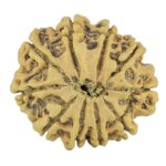 10 Mukhi Rudraksha 27.3mm 4.25gm - Rudraksha back