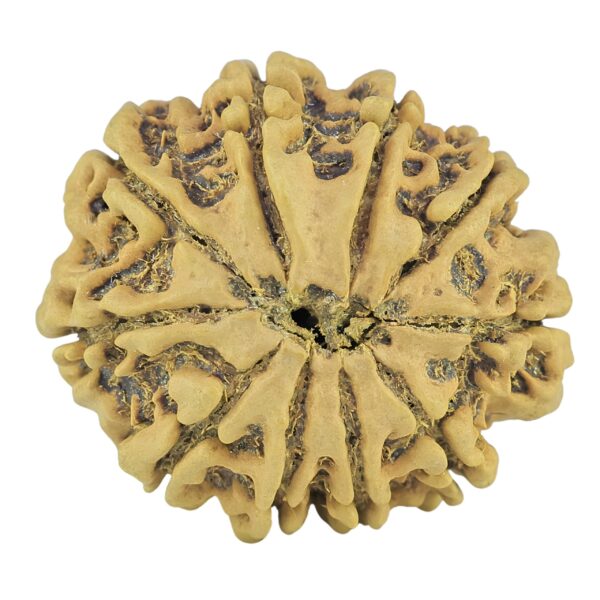 10 Mukhi Rudraksha 27.3mm 4.25gm - Rudraksha back
