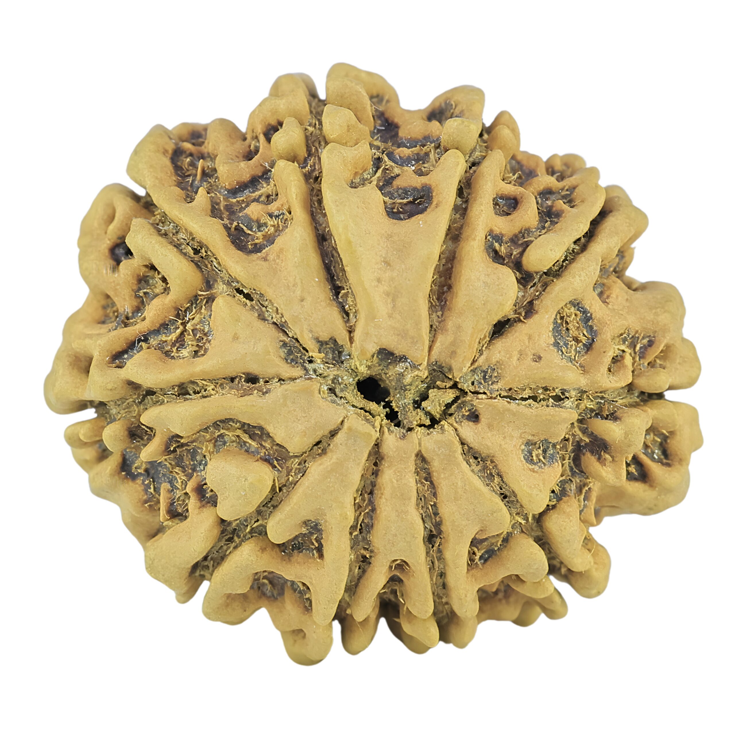 10 Mukhi Rudraksha 27.3mm 4.25gm - Rudraksha back