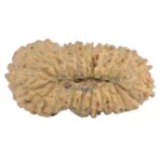 21 Mukhi Rudraksha 14.5mm 0.39gm - Rudraksha back