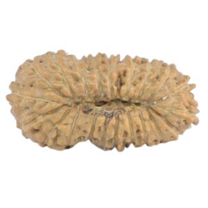 21 Mukhi Rudraksha 14.5mm 0.39gm - Rudraksha back