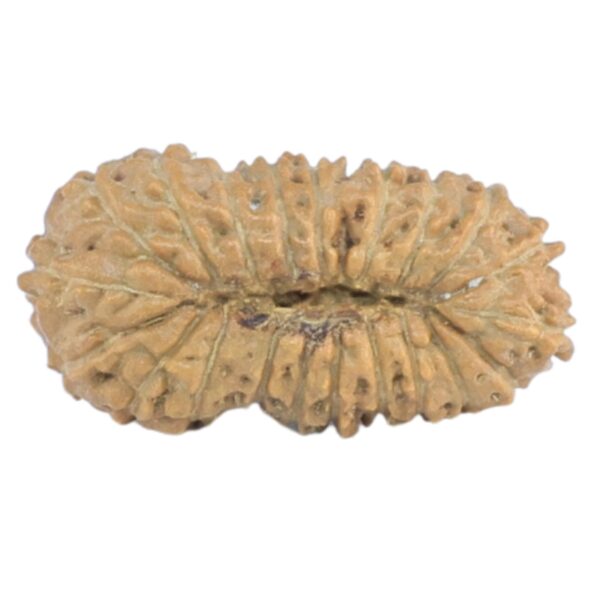 21 Mukhi Rudraksha 14.5mm 0.39gm - Rudraksha back
