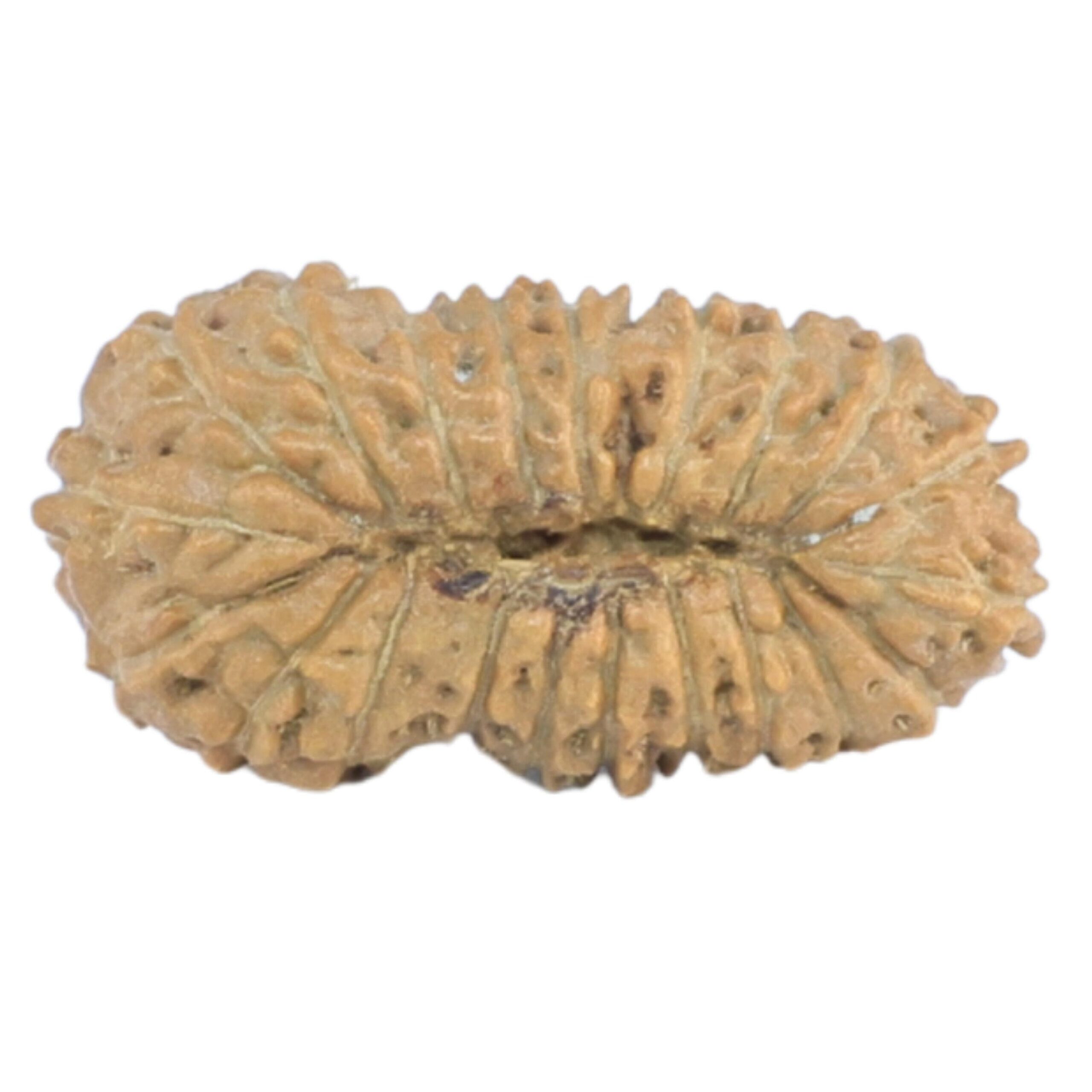 21 Mukhi Rudraksha 14.5mm 0.39gm - Rudraksha back