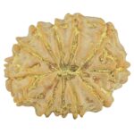 11 Mukhi Rudraksha 20.8mm 2.46gm - Rudraksha back