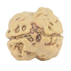 2 Mukhi Rudraksha 20.6mm 1.88gm - Rudraksha back