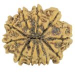11 Mukhi Rudraksha 24.8mm 3.1gm - Rudraksha back