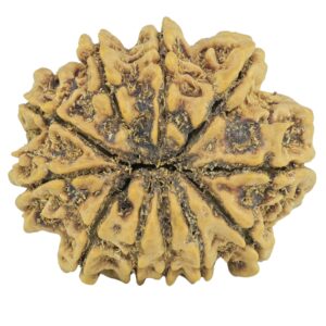 11 Mukhi Rudraksha 24.8mm 3.1gm - Rudraksha back