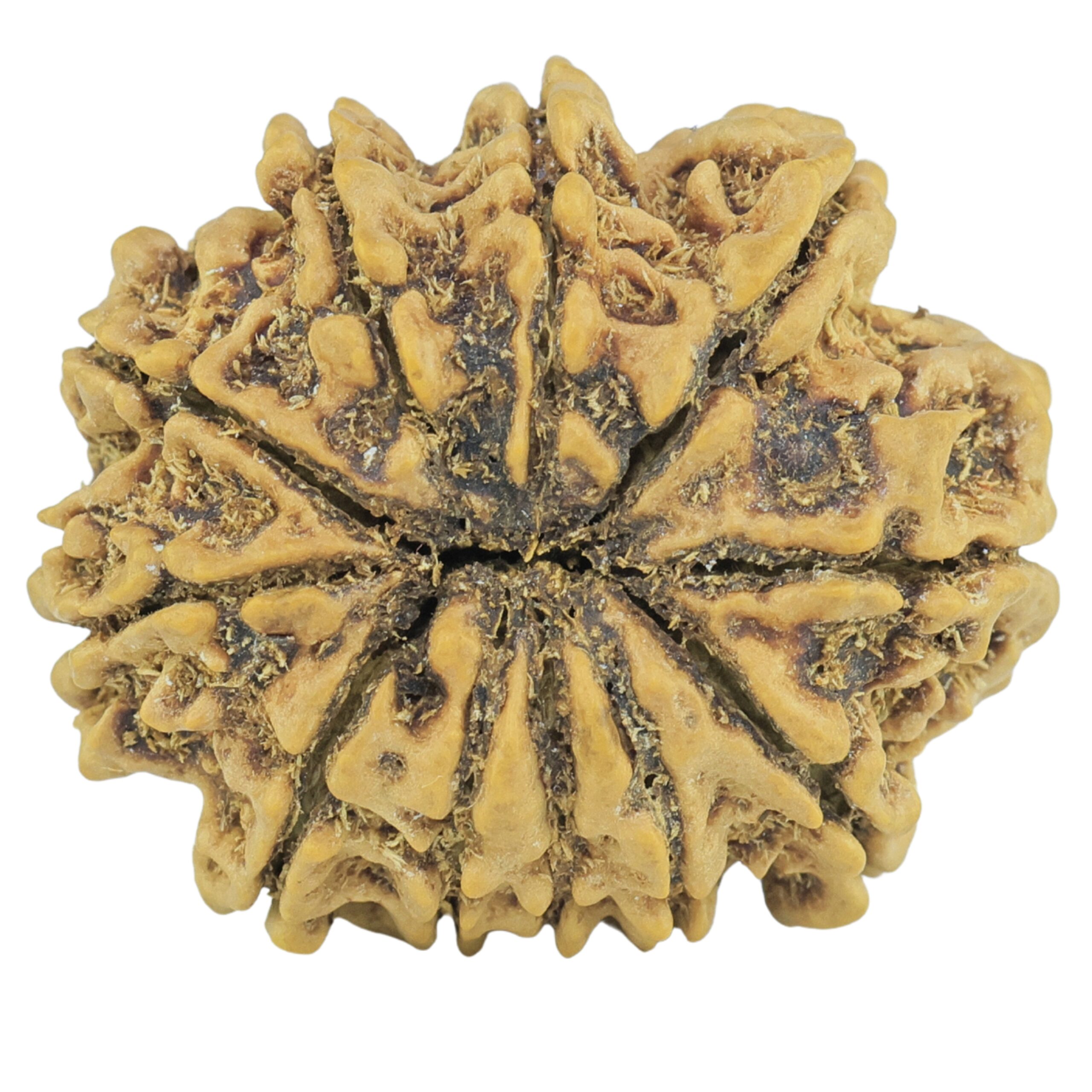 11 Mukhi Rudraksha 24.8mm 3.1gm - Rudraksha back