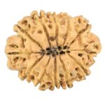 12 Mukhi Rudraksha 26.6mm 2.84gm - Rudraksha back