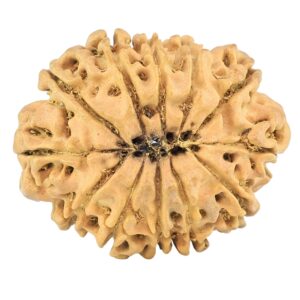 12 Mukhi Rudraksha 26.6mm 2.84gm - Rudraksha back