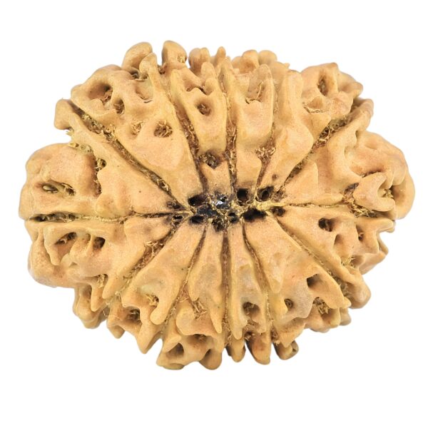12 Mukhi Rudraksha 26.6mm 2.84gm - Rudraksha back