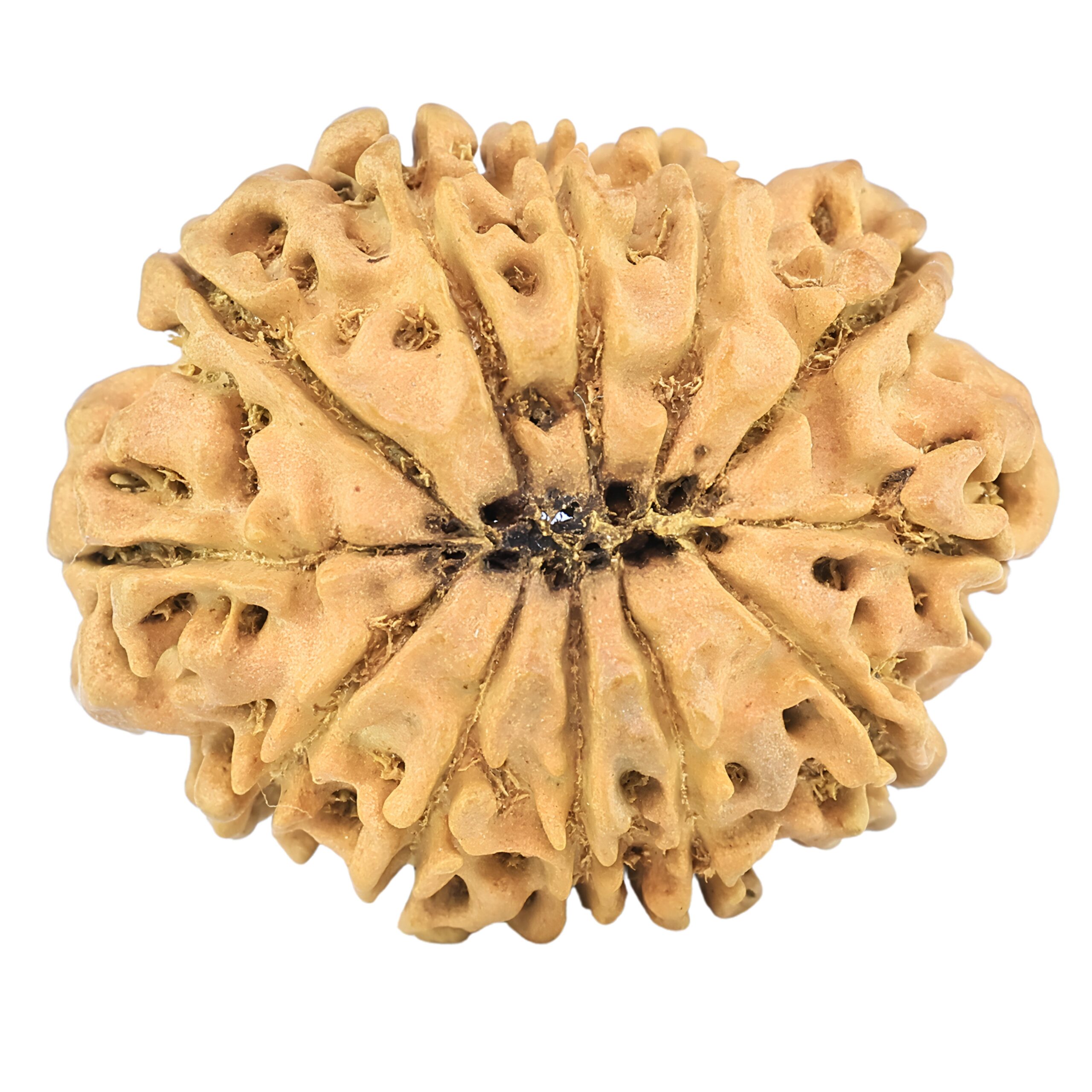 12 Mukhi Rudraksha 26.6mm 2.84gm - Rudraksha back