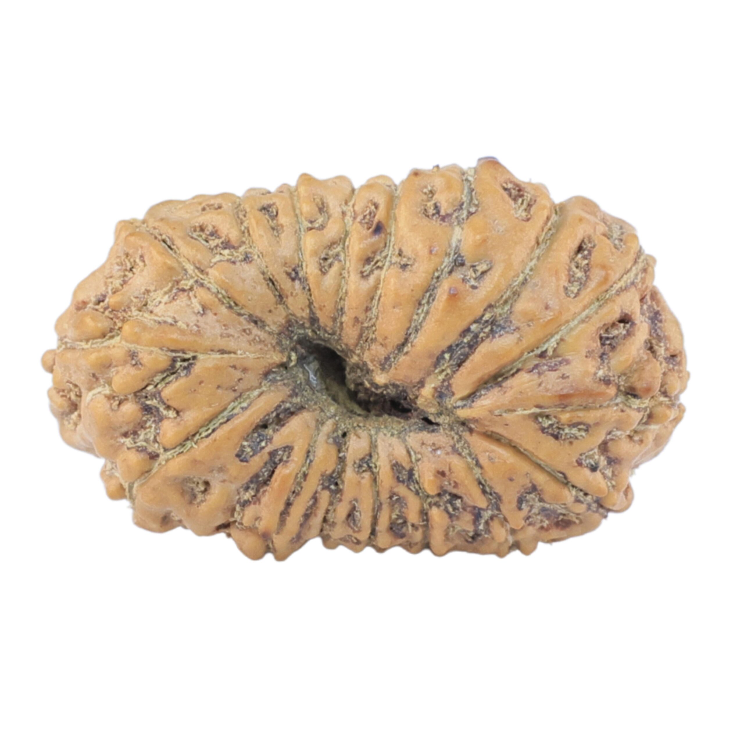 17 Mukhi Rudraksha 21.2mm 1.64gm - Rudraksha back