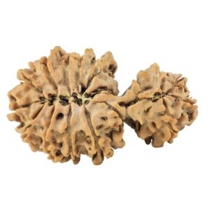 15 Mukhi Garbh Gauri 34.6mm 4.42gm - Rudraksha back