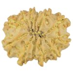 12 Mukhi Rudraksha 21.3mm 2.48gm - Rudraksha back