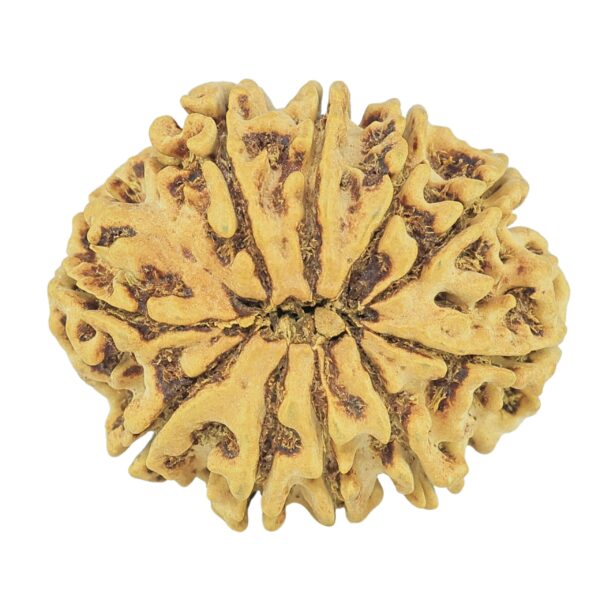 10 Mukhi Rudraksha 27.2mm 3.45gm - Rudraksha back