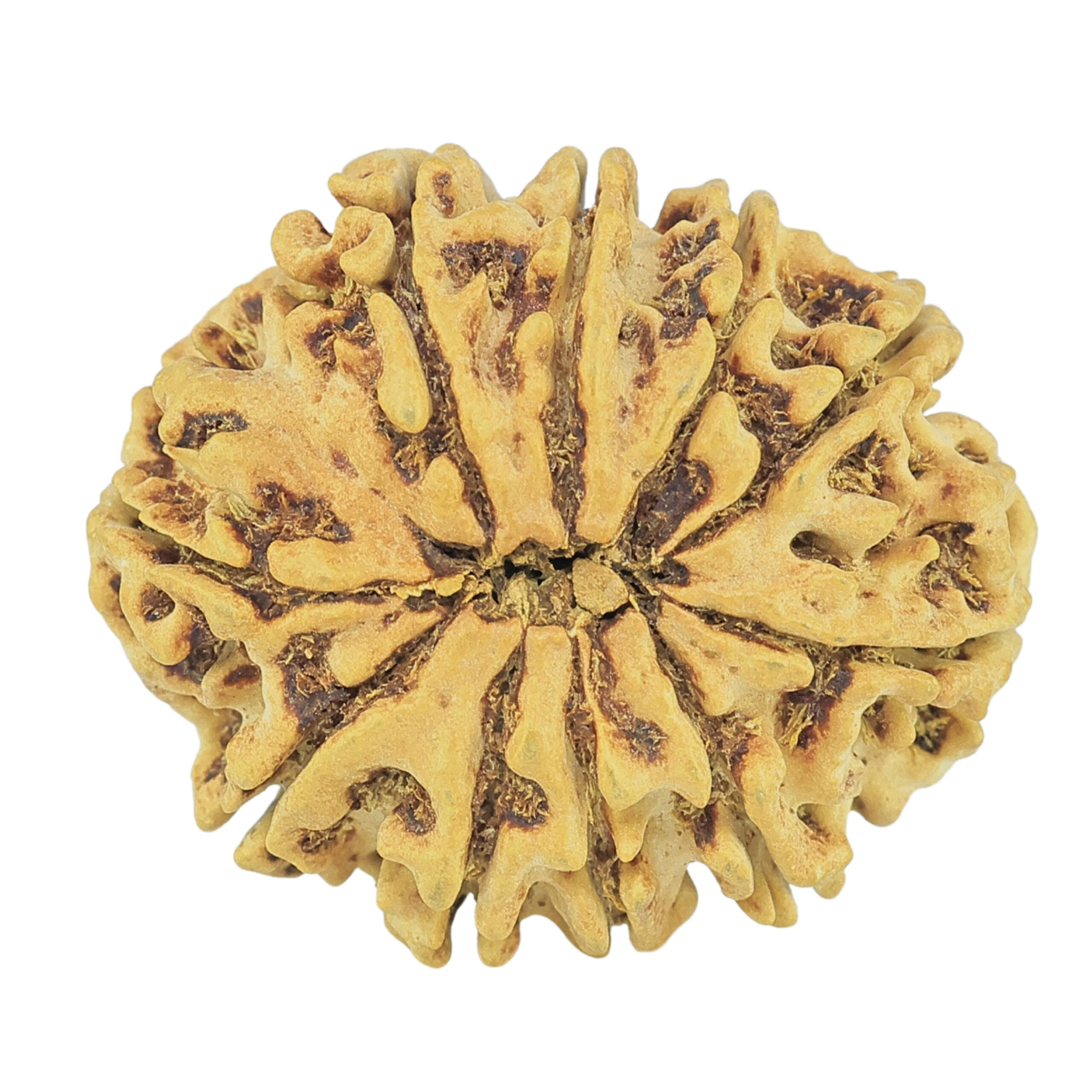 10 Mukhi Rudraksha 27.2mm 3.45gm - Rudraksha back