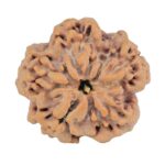 1MK(Underdeveloped) 22.8mm 3.82gm - Rudraksha back