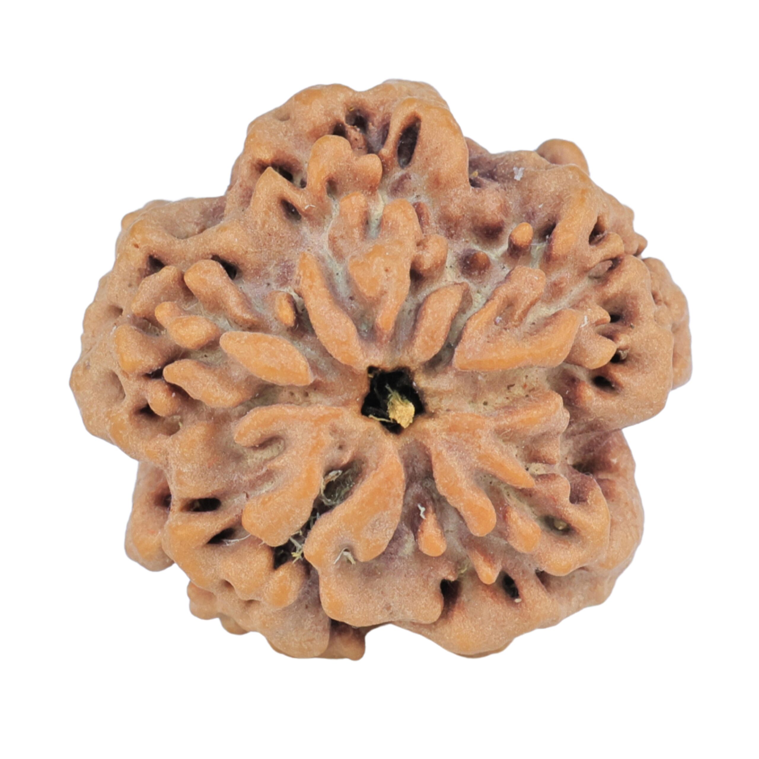 1MK(Underdeveloped) 22.8mm 3.82gm - Rudraksha back