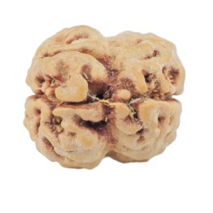 2 Mukhi Rudraksha 23.1mm 2.14gm - Rudraksha back