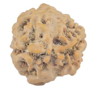 2 Mukhi Rudraksha 23.7mm 2.33gm - Rudraksha back