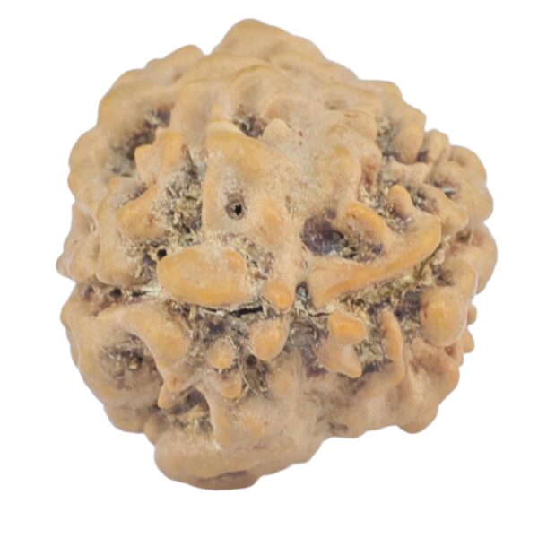 2 Mukhi Rudraksha 23.7mm 2.33gm - Rudraksha back