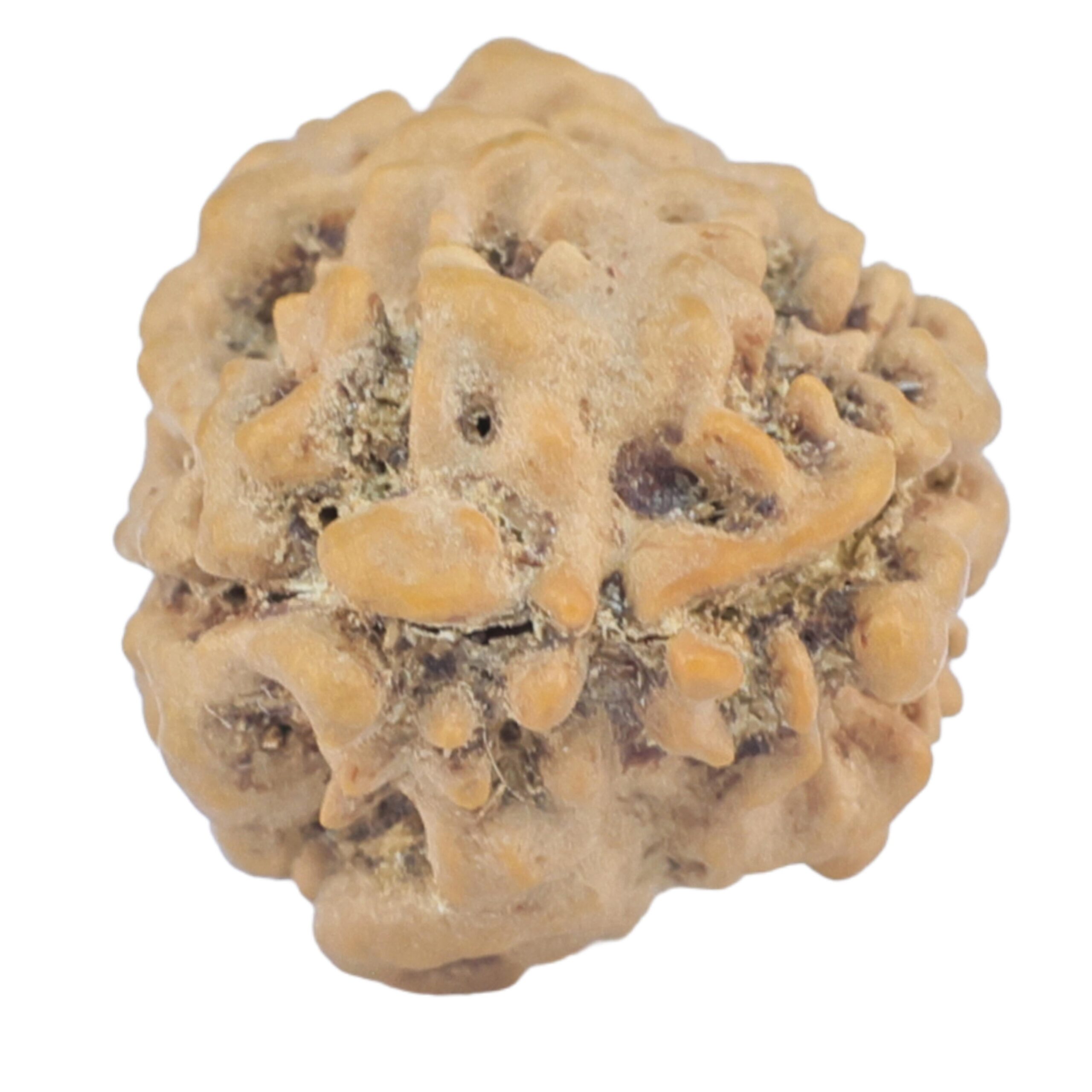 2 Mukhi Rudraksha 23.7mm 2.33gm - Rudraksha back