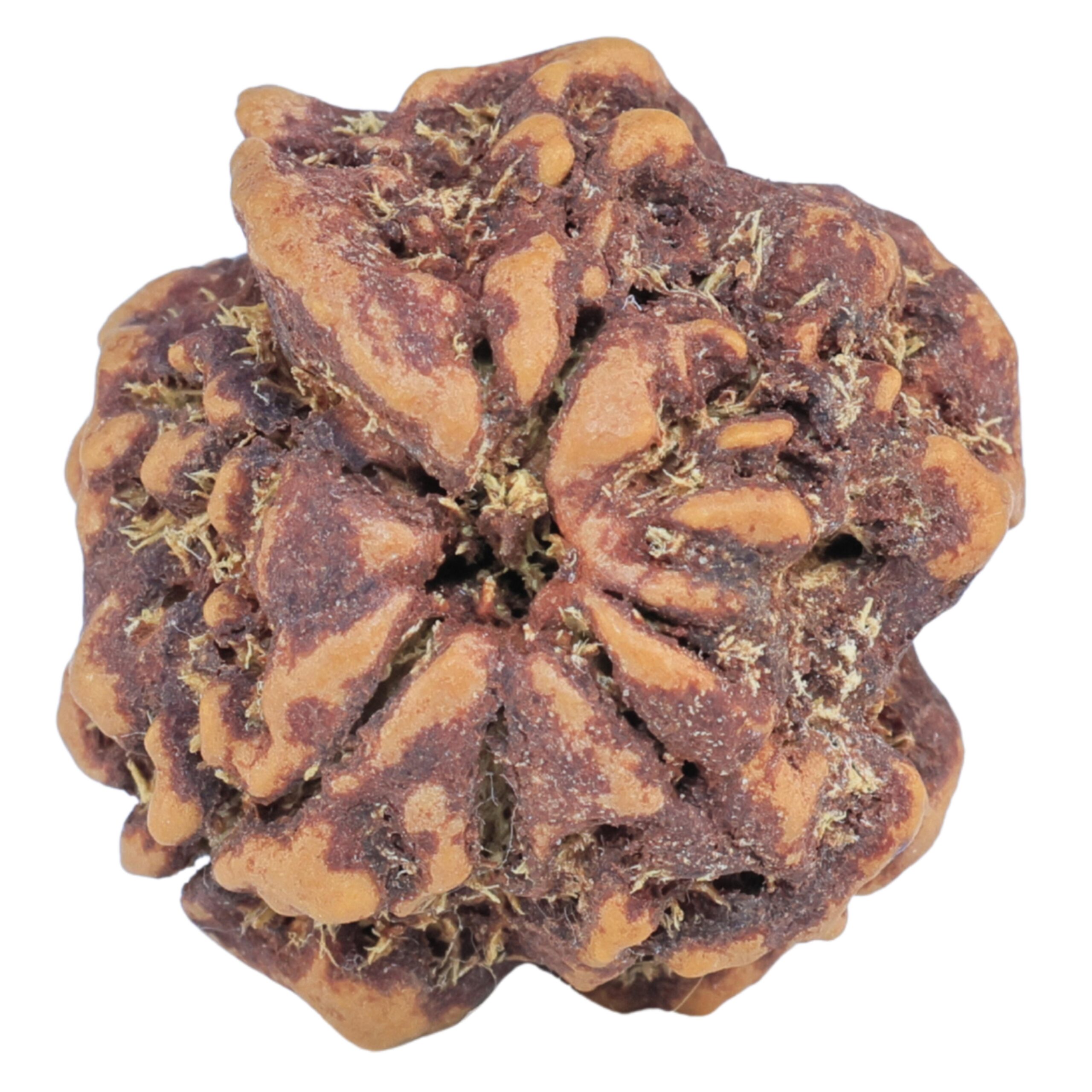 1MK(Underdeveloped) 21.8mm 3.32gm - Rudraksha back